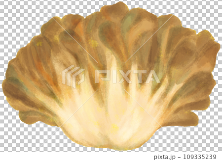 Maitake mushrooms Maitake mushrooms 109335239