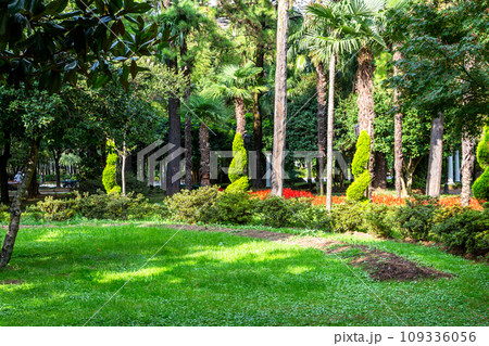 green lawn on seaside boulevard in Batumi green lawn on seaside boulevard in Batumi 109336056