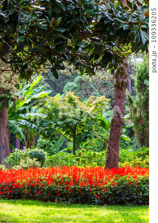 red flowerbed illuminated by sun in Batumi city 109336205