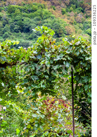 vineyards in Tskhemlara village in Adjara mountain 109336225