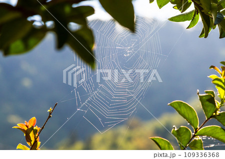 cobweb lit by sun on closeup in mountains 109336368
