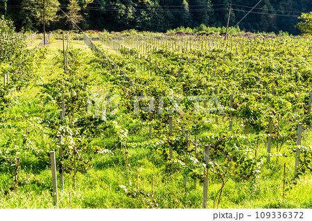 green vineyard with Tsolikouri grapes in Adjara 109336372