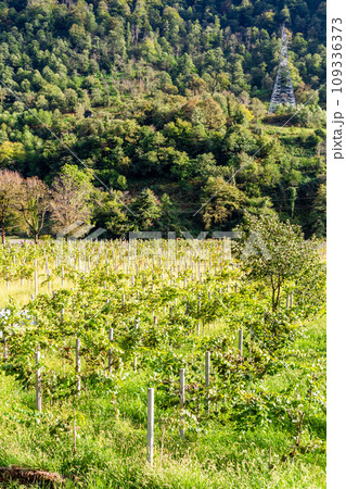 view of vineyard with Tsolikouri grape in mountain 109336373