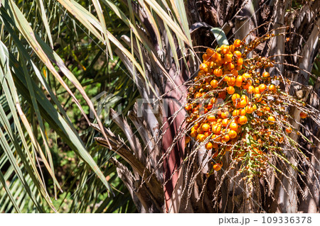 ripe fruits of Butia palm in Batumi city 109336378