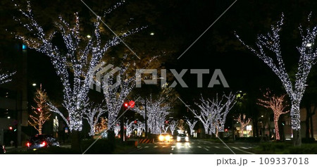 和歌山市　けやき大通り　イルミネーション 109337018