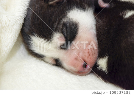 Close-up of the muzzle of a sleeping Siberian Husky puppy. 109337185