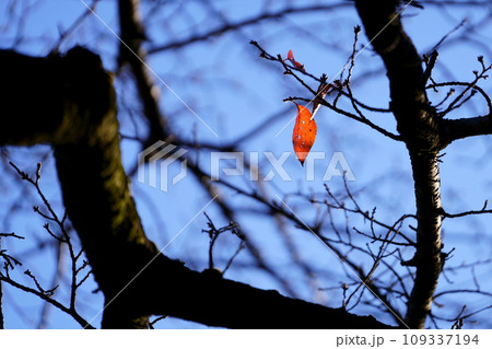 紅葉残りの葉っぱ 紅葉残りの葉っぱ 109337194