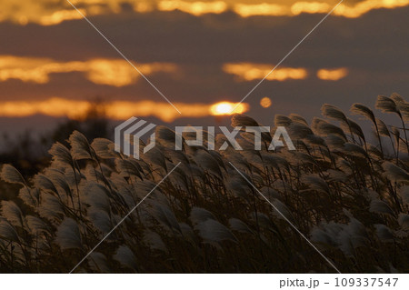 ススキの夕景 ススキの夕景 109337547
