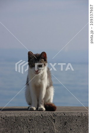 猫島の海辺に座る猫【香川県・佐柳島】 猫島の海辺に座る猫【香川県・佐柳島】 109337607