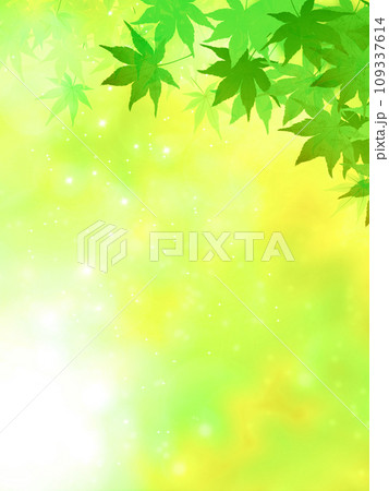 新緑背景の緑の葉と紅葉 新緑背景の緑の葉と紅葉 109337614