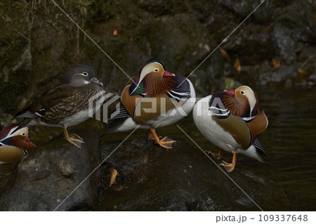 オシドリ 109337648