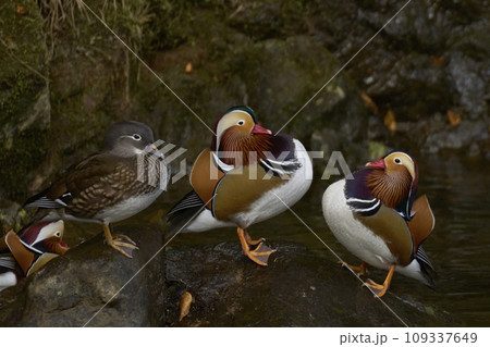 オシドリ オシドリ 109337649