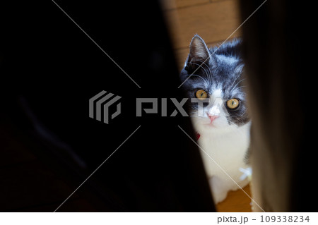 隙間から覗く猫 109338234