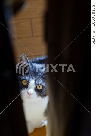 隙間から覗く猫 109338235