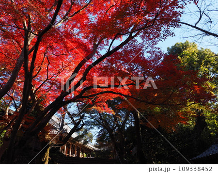 大阪府和泉市松尾寺の紅葉 大阪府和泉市松尾寺の紅葉 109338452