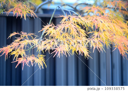 伊丹昆陽寺境内の手向山モミジの紅葉-2 109338575