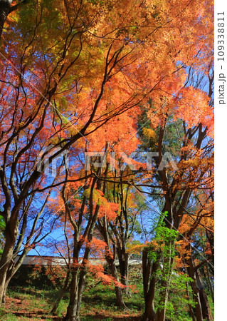 紅葉のモミジ林（秋イメージ） 109338811