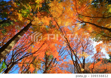 紅葉のモミジ林（秋イメージ） 109338812