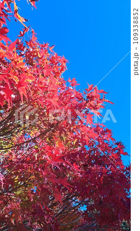 真っ赤な紅葉 真っ赤な紅葉 109338852