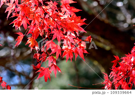 観音山の紅葉 2022-11-24 #127 観音山の紅葉 2022-11-24 #127 109339664