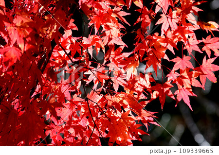 観音山の紅葉 2022-11-24 #128 観音山の紅葉 2022-11-24 #128 109339665