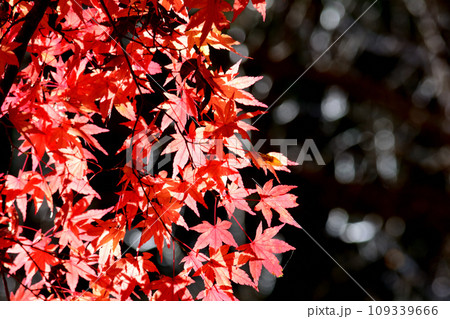 観音山の紅葉 2022-11-24 #129 観音山の紅葉 2022-11-24 #129 109339666