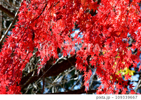 観音山の紅葉 2022-11-24 #130 観音山の紅葉 2022-11-24 #130 109339667