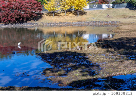 晩秋の東大寺 大仏池周辺 美しい紅葉のリフレクションと水鳥と奈良の鹿① 晩秋の東大寺 大仏池周辺 美しい紅葉のリフレクションと水鳥と奈良の鹿① 109339812