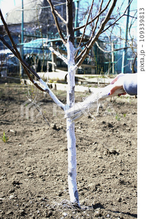 Applying whitewash to the trunk of a fruit tree in the garden Applying whitewash to the trunk of a fruit tree in the garden 109339813