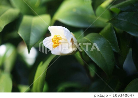 椿 白侘助の花咲く 椿 白侘助の花咲く 109340047