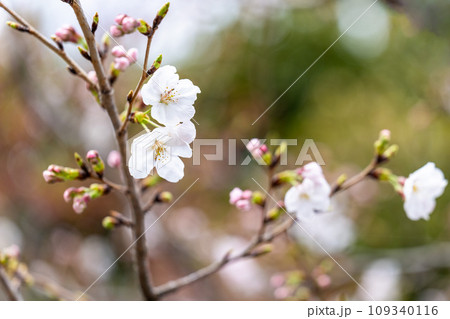 桜咲く季節　観光スポット花岡山展望所　桜のクローズアップ　(熊本市) 109340116