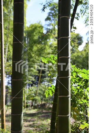 竹林　みどりのトラスト保全地　埼玉県伊奈町 109340410