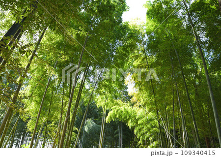 竹林　みどりのトラスト保全地　埼玉県伊奈町 109340415