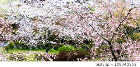 桜流しに映える観光スポット菊池公園風景 (菊池市) 桜流しに映える観光スポット菊池公園風景 (菊池市) 109340558
