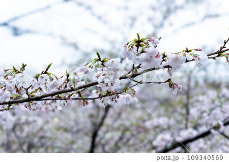 桜流しに映える観光スポット菊池公園風景 (菊池市) 桜流しに映える観光スポット菊池公園風景 (菊池市) 109340569