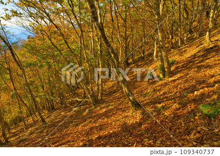 【和歌山県】10月・紅葉を見に護摩壇山へ 109340737