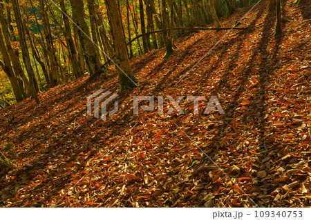 【和歌山県】10月・紅葉を見に護摩壇山へ 109340753