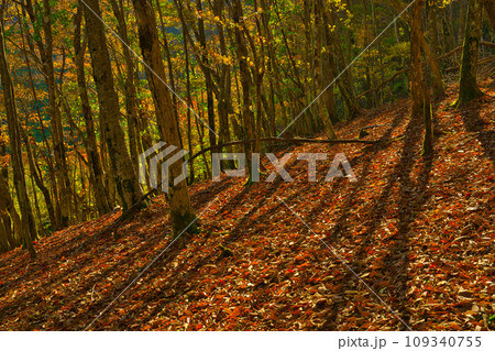 【和歌山県】10月・紅葉を見に護摩壇山へ 109340755