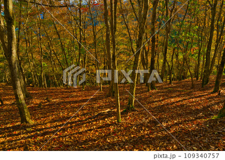 【和歌山県】10月・紅葉を見に護摩壇山へ 【和歌山県】10月・紅葉を見に護摩壇山へ 109340757