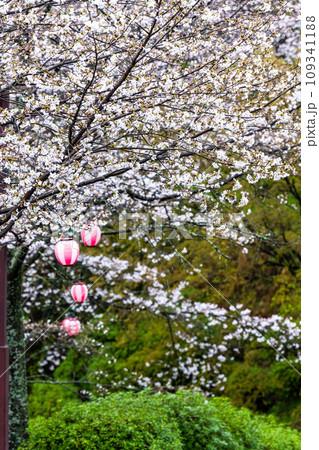 桜流しに映える絶景 観光スポット菊池公園風景 (菊池市) 桜流しに映える絶景 観光スポット菊池公園風景 (菊池市) 109341188