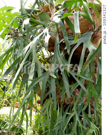 ビカクシダ 109341327