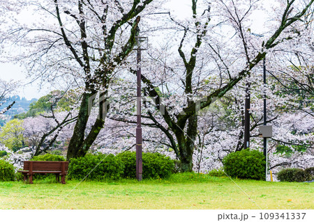 桜流しに映える遊歩道から観える風景　観光スポット菊池公園風景　(菊池市) 109341337