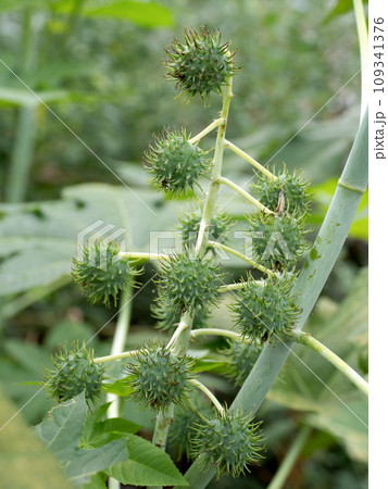 トウゴマ　薬用植物 109341376