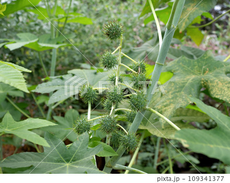 トウゴマ 薬用植物 トウゴマ 薬用植物 109341377