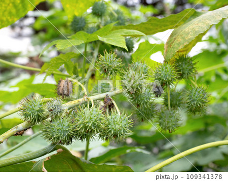 トウゴマ 薬用植物 トウゴマ 薬用植物 109341378