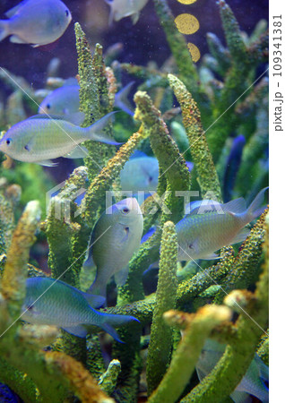 デバスズメダイが沢山サンゴに群れる 109341381