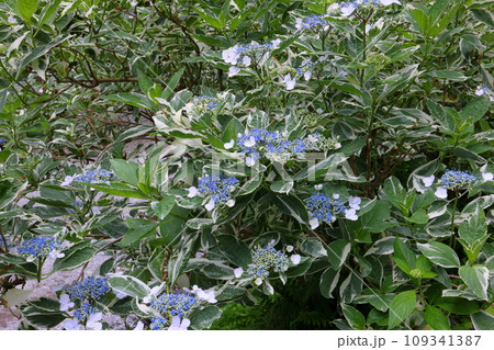 岩手県一関市舞川原沢 紫陽花の名所みちのくあじさい園 散策路沿いの斑入りガクアジサイ 岩手県一関市舞川原沢 紫陽花の名所みちのくあじさい園 散策路沿いの斑入りガクアジサイ 109341387