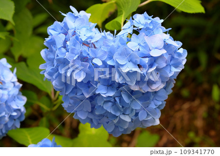 岩手県一関市舞川原沢　紫陽花の名所みちのくあじさい園　散策路沿いのハート型のアジサイクローズアップ 109341770