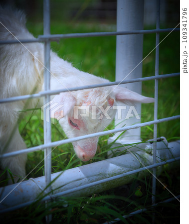 睨みつけるヤギ 睨みつけるヤギ 109341796