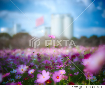 朝日に照らされるコスモス畑 109341801